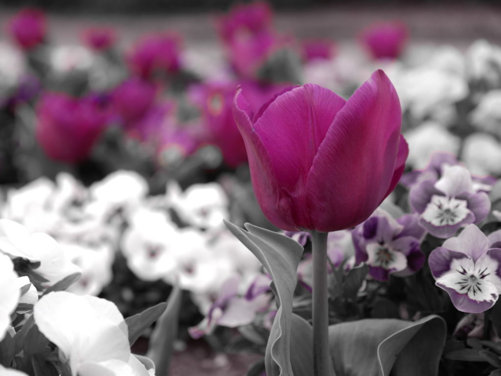 LUMIX X 35-100mm | 作例 | 終わらない愛