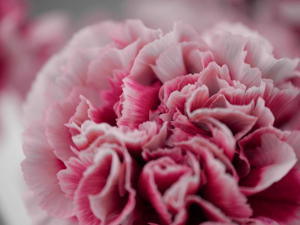 LUMIX 35-100mm | 作例 | ありがとう