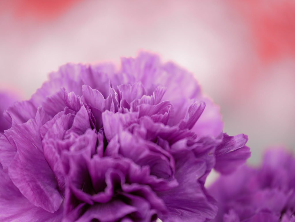 LUMIX 35-100mm | 作例 | 誇りに思う