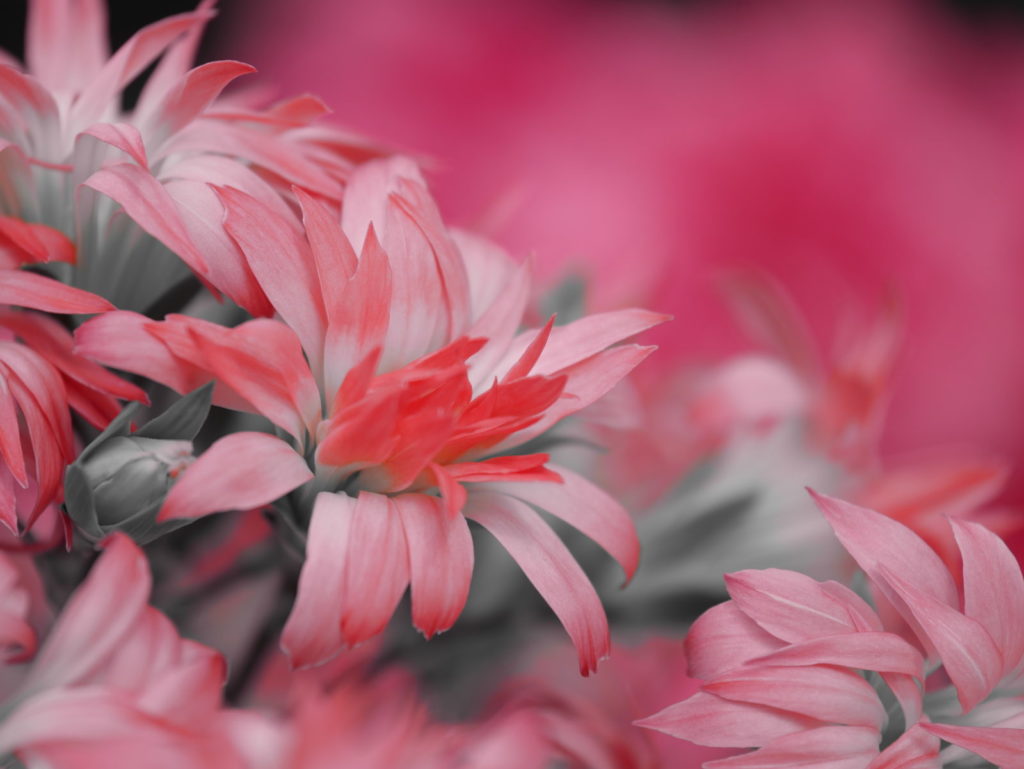 LUMIX X 35-100mm | 作例 | 母への愛