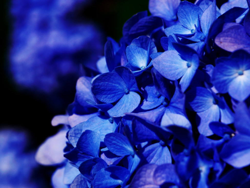 LEICA 12-60mm | 作例 | 初夏の訪れ