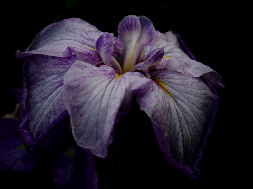 LEICA 12-60mm | 作例 | 花菖蒲のバラード