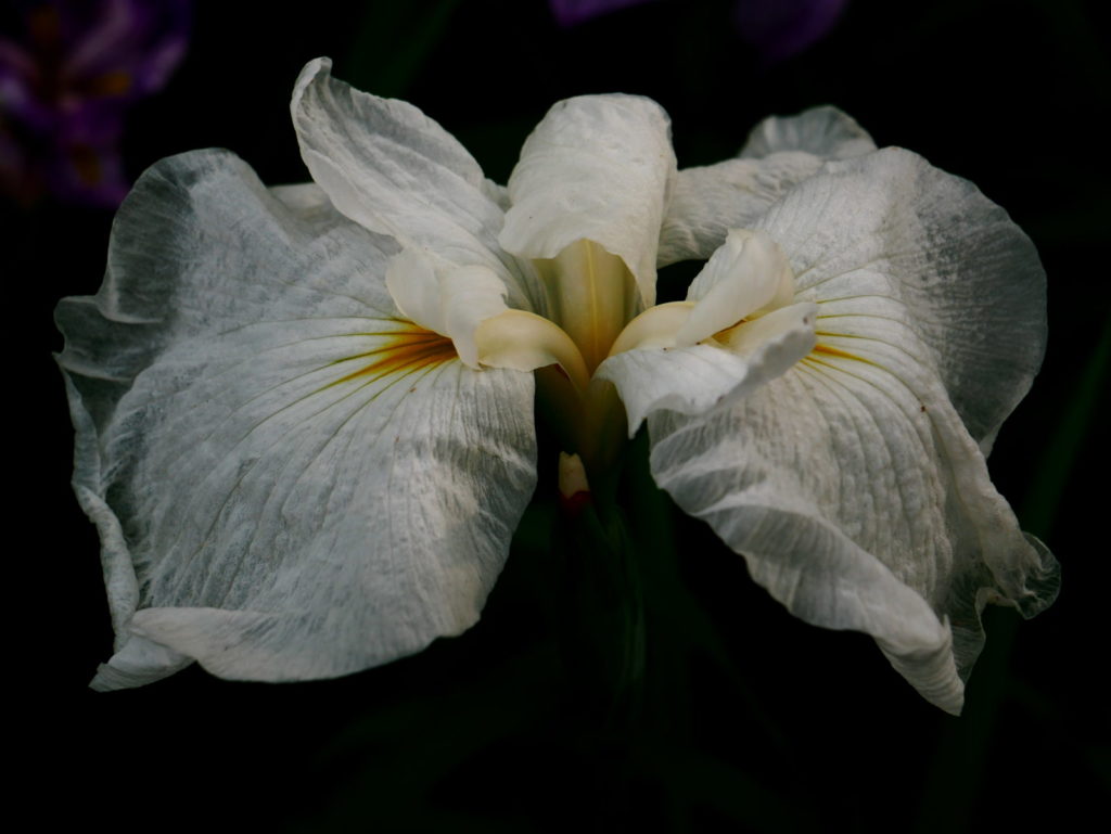 LEICA 12-60mm | 作例 | 白く優雅に