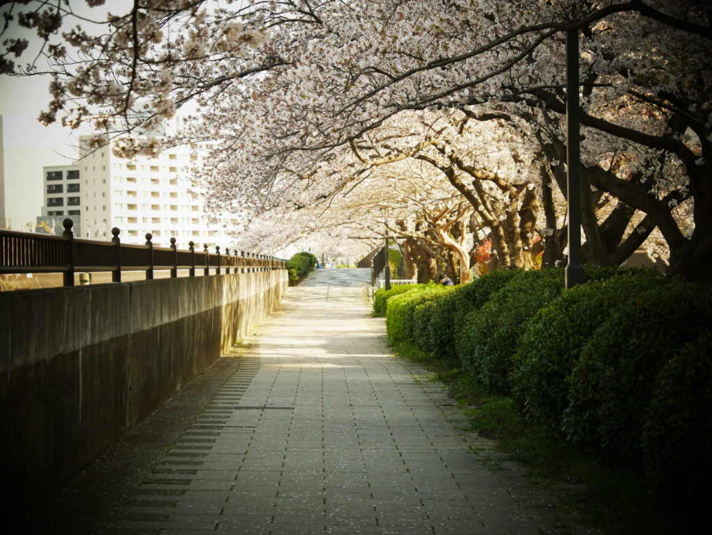 LEICA MACRO 45mm |作例 | 平成よさようなら。そして令和へ