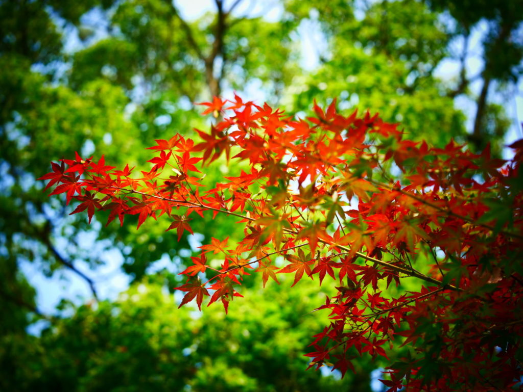 LEICA MACRO 45mm | 作例 | 夏の紅葉
