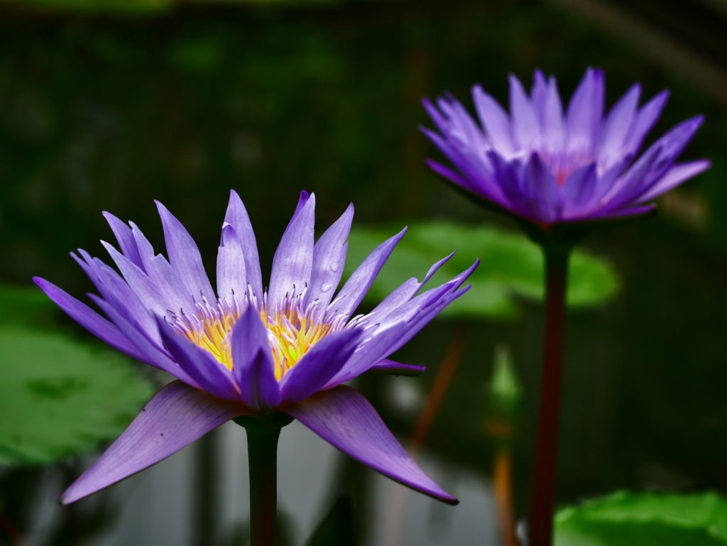 LEICA MACRO 45mm | 作例 | クリント ブライアント