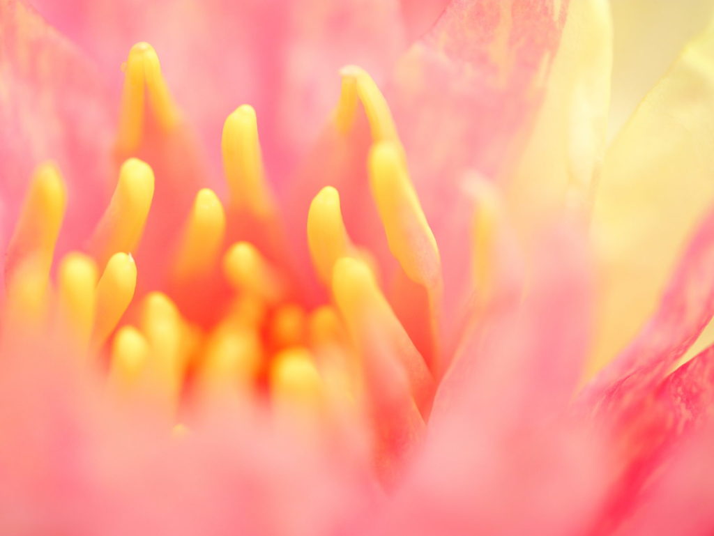 LEICA MACRO 45mm | 作例 | 柔らかに