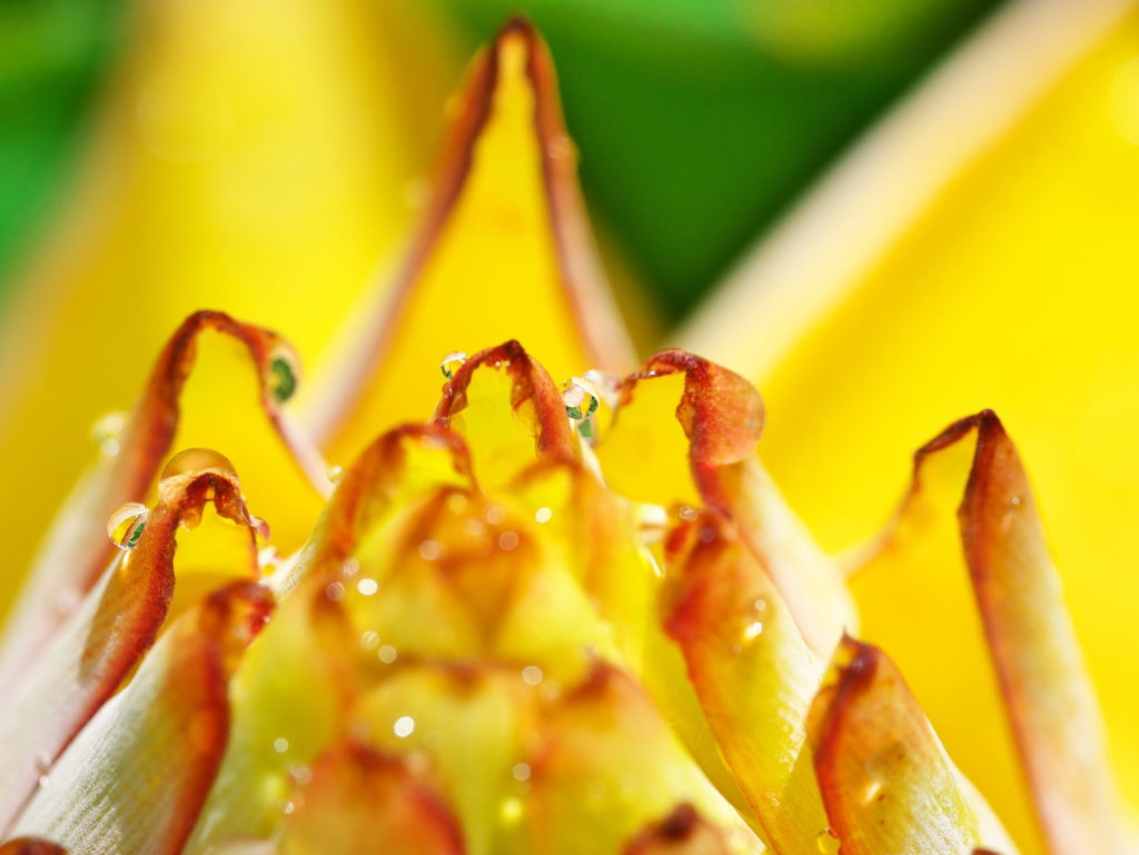 LEICA MACRO 45mm | 作例 | チュウキンレン 潤う