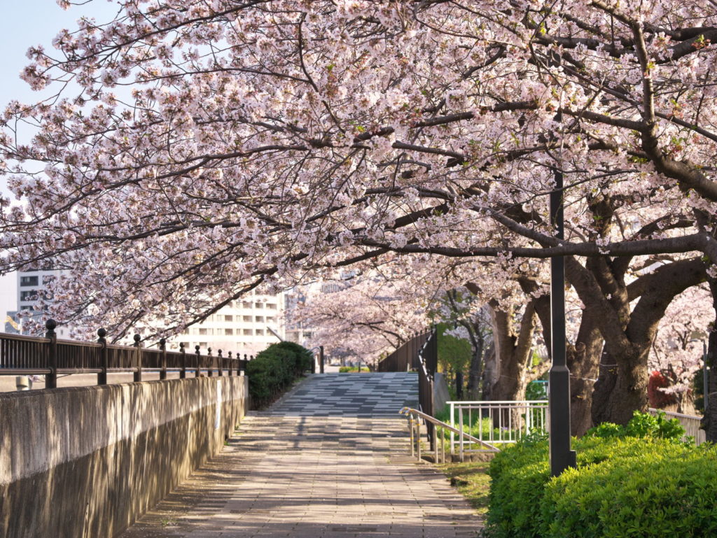 LEICA MACRO 45mm | 作例 | 桜並木
