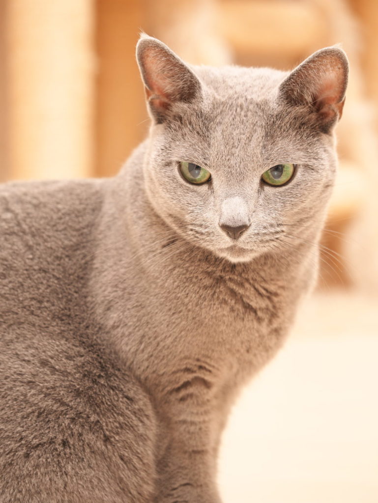 LEICA MACRO 45mm | 作例 | 愛猫ポートレート1