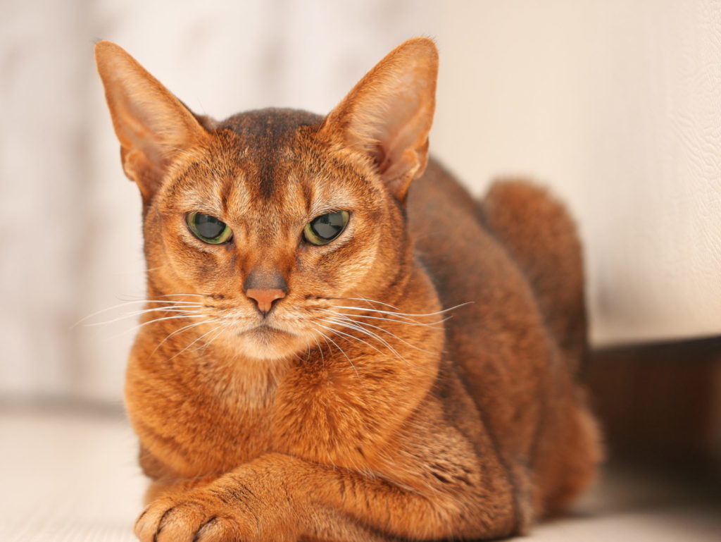 LEICA MACRO 45mm | 作例 | 愛猫ポートレート2