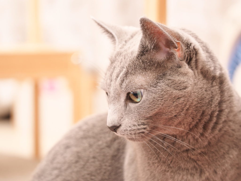 LEICA MACRO 45mm | 作例 | 愛猫ポートレート3