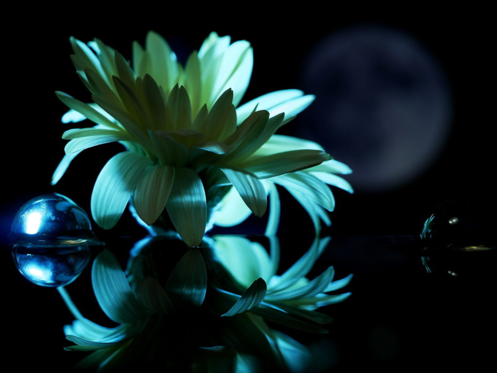 LEICA MACRO 45mm | 作例 | 月明かりに照らされて