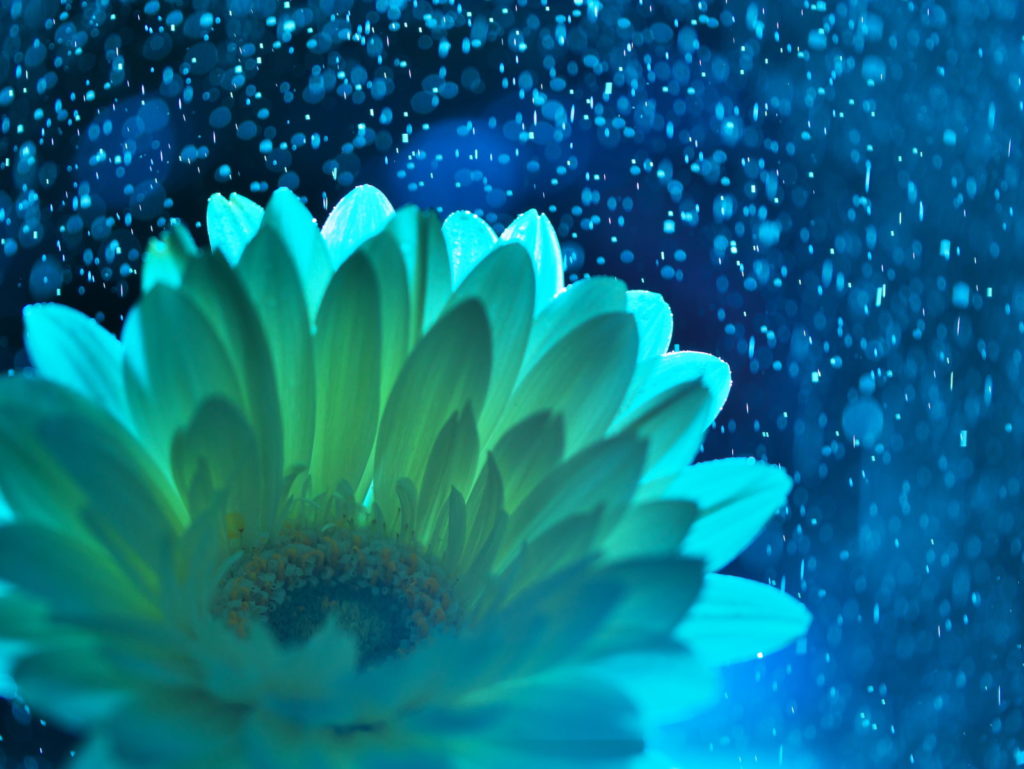 LEICA MACRO 45mm | 作例 | 夜雨の中で