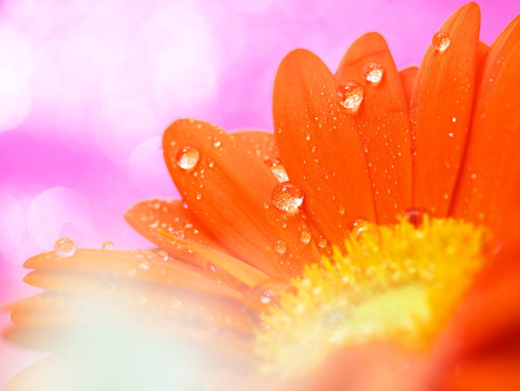 LEICA MACRO 45mm | 作例 | ガーベラとピンク色の輝き