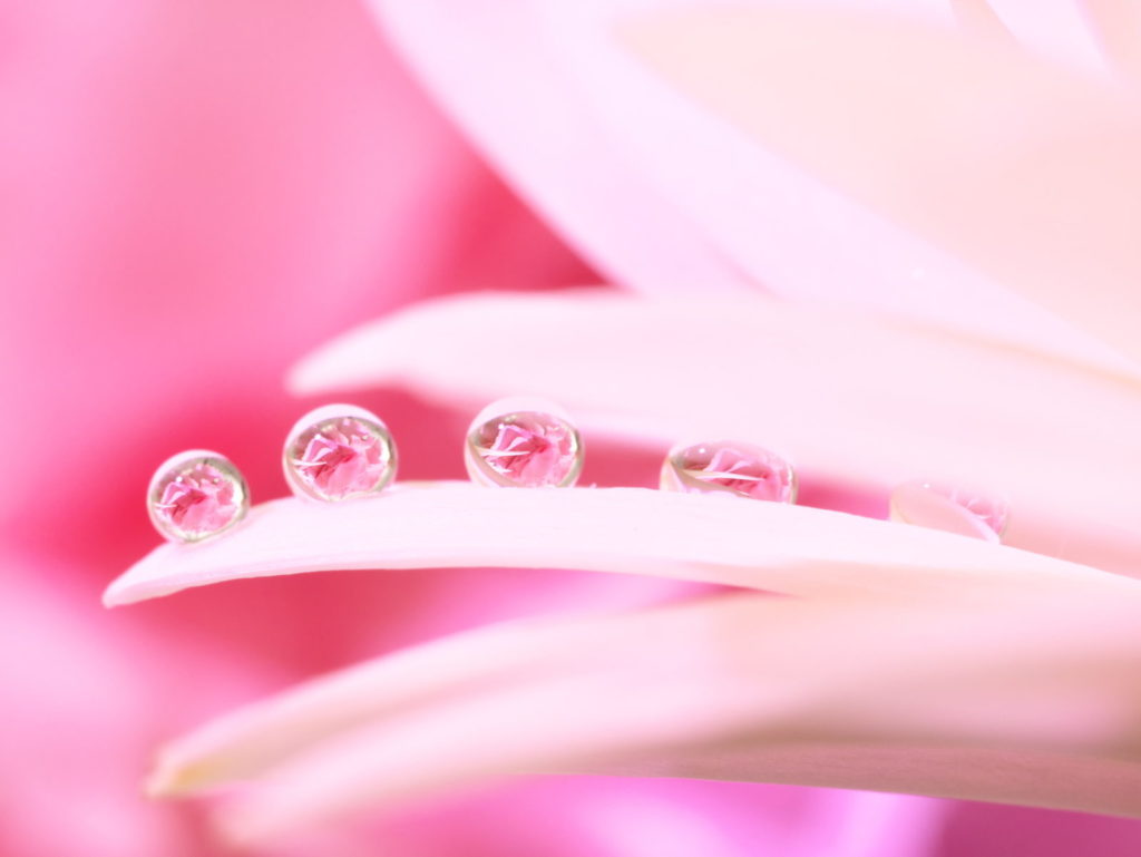 LEICA MACRO 45mm | 作例 | ガーベラとカーネーション