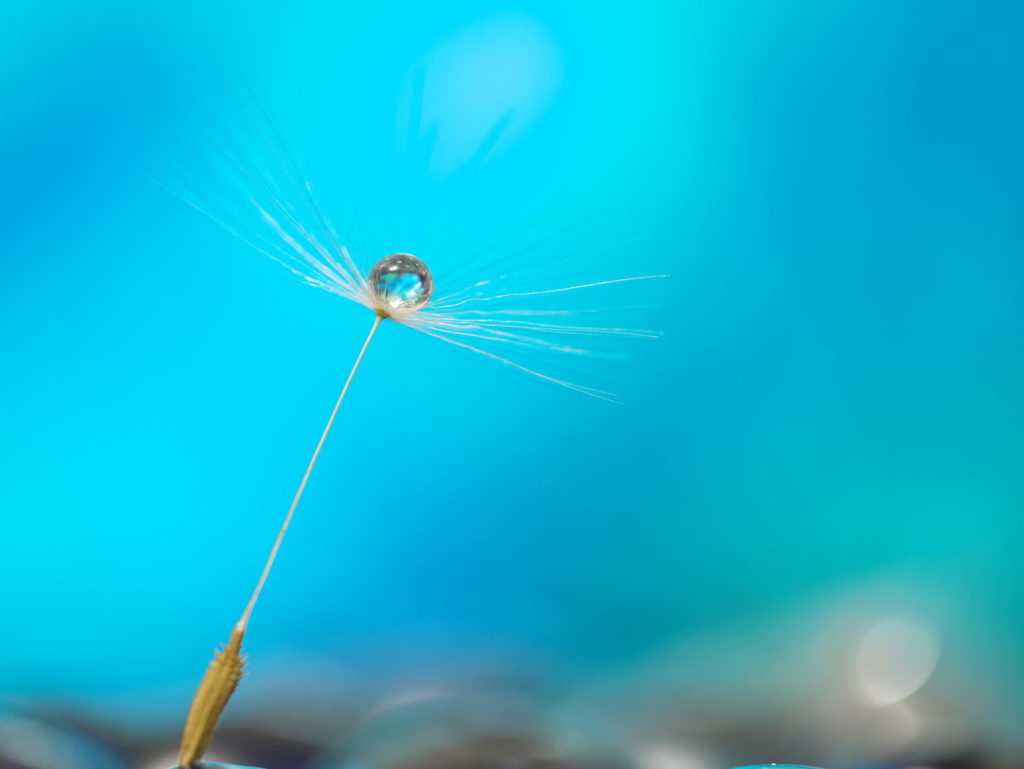 LEICA MACRO 45mm | 作例 | 目覚めの朝