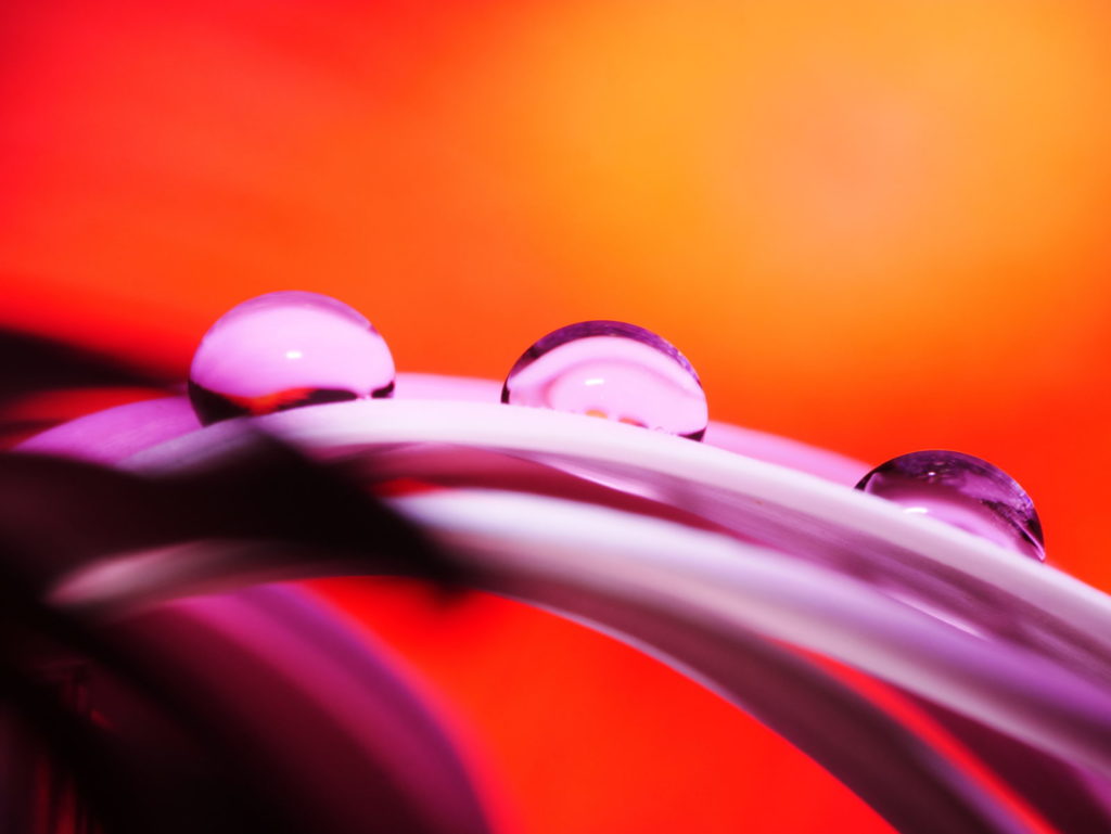 LEICA MACRO 45mm | 作例 | 情熱のガーベラ