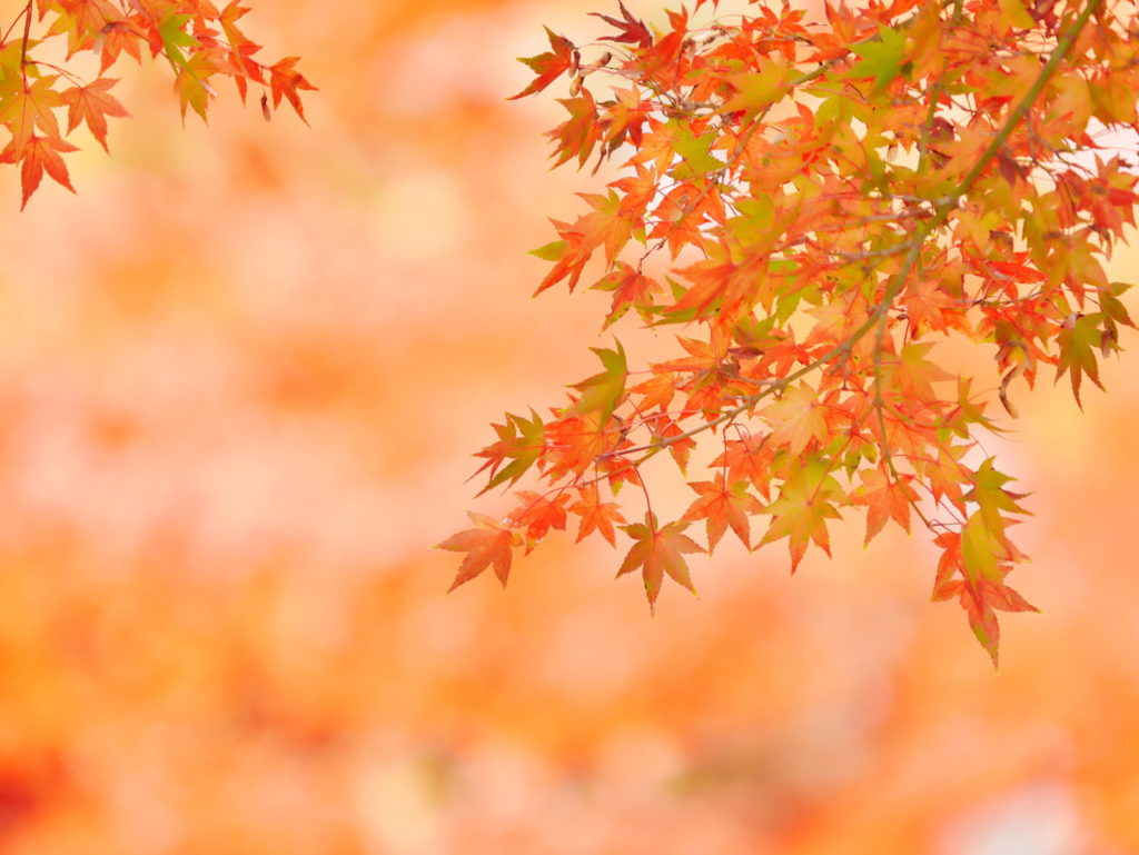 LEICA 50-200mm | 作例 | 便りに添えて