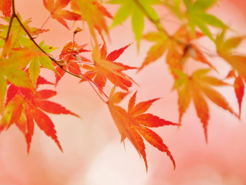 LEICA 50-200mm | 作例 | 秋の帯模様1