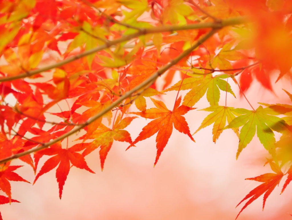 LEICA 50-200mm | 作例 | 秋の帯模様2