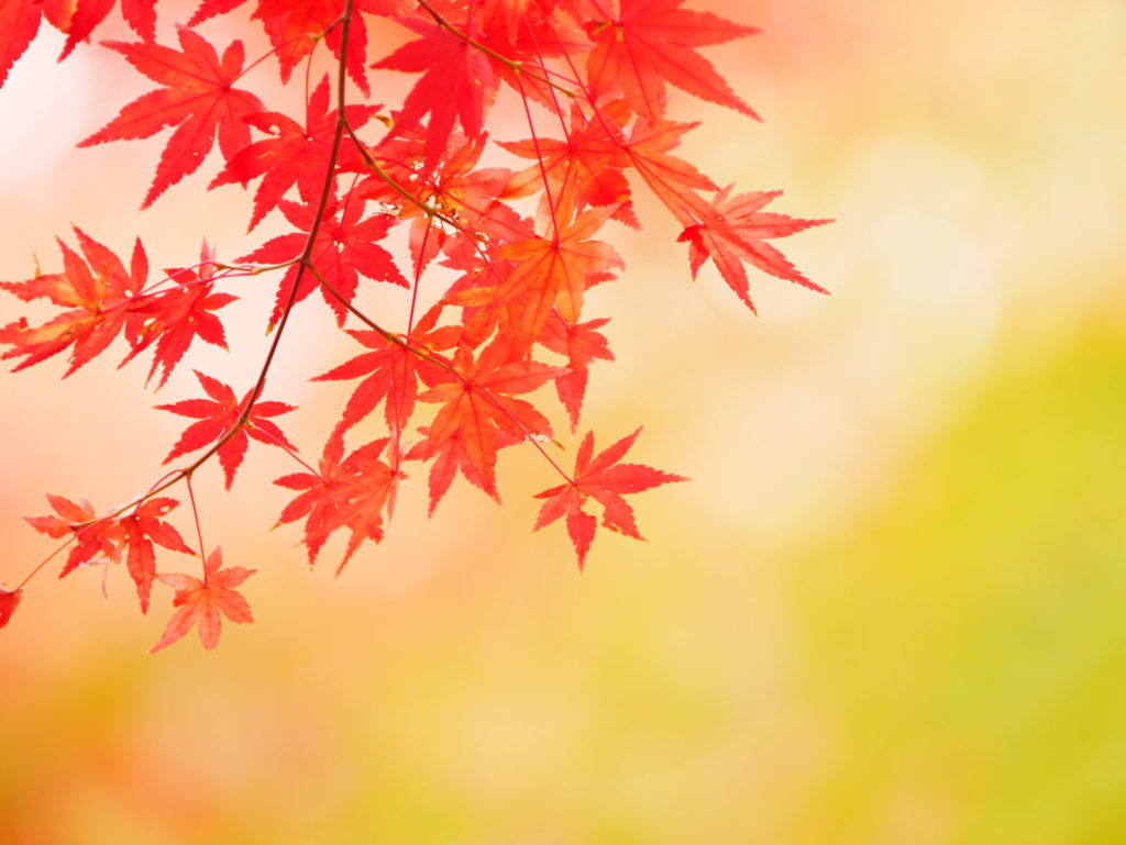 LEICA 50-200mm | 作例 | 紅葉の壁紙模様